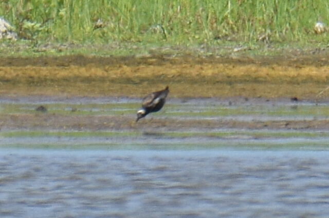 Pacific Golden-Plover