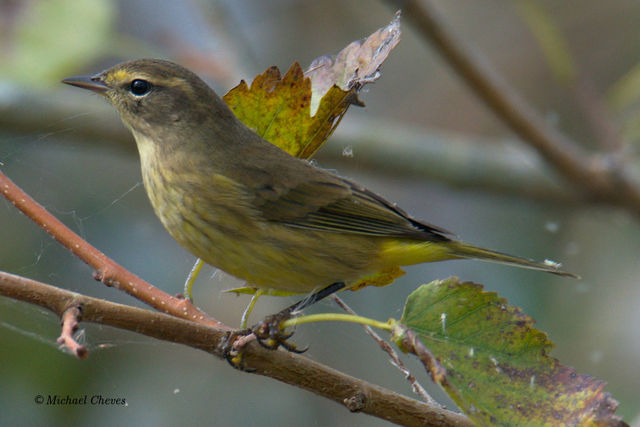 Palm Warbler