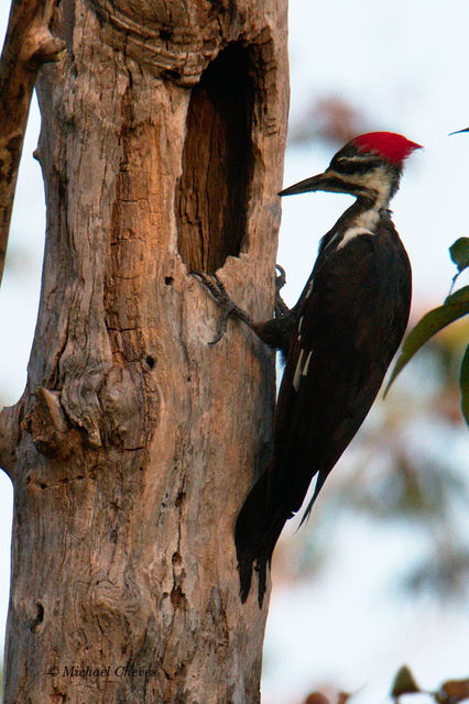 Pileated Woodpecker