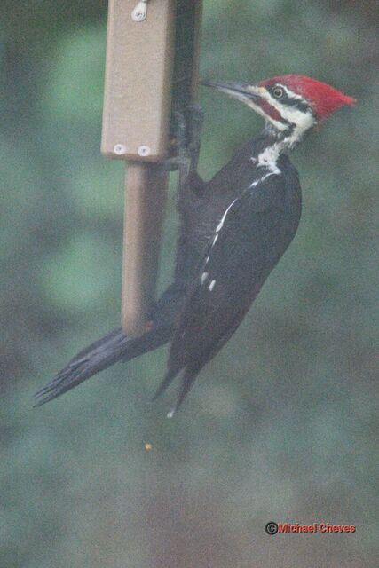 Pileated Woodpecker