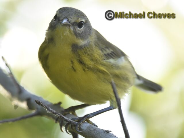Prairie Warbler