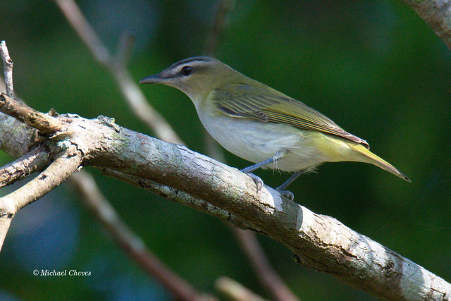 Red-eyed Vireo
