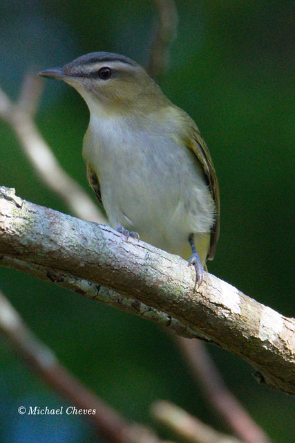 Red-eyed Vireo