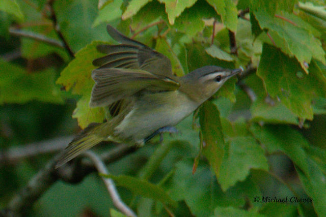 Red-eyed Vireo