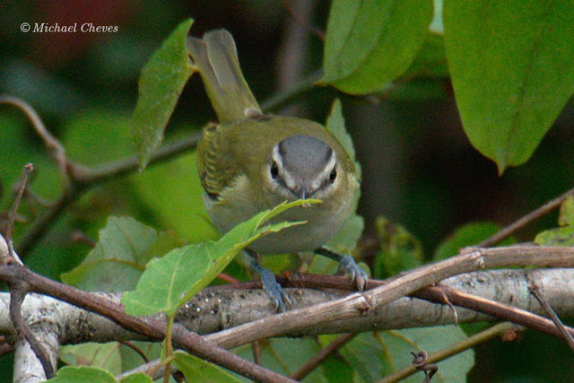 Red-eyed Vireo