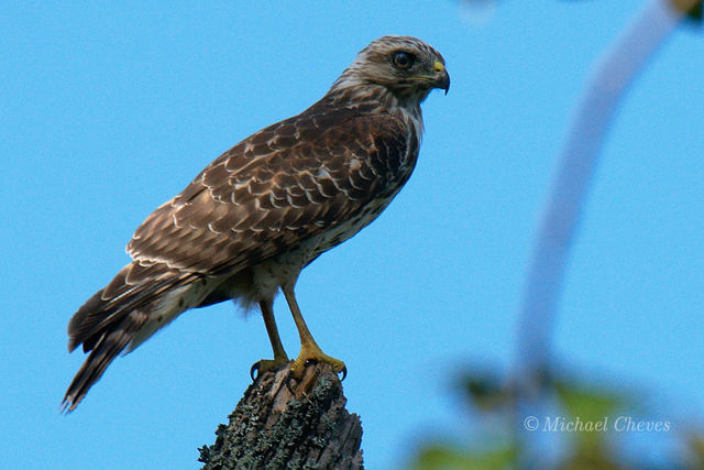 Red-shouldered Hawk