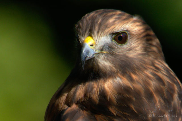 Red-shouldered Hawk