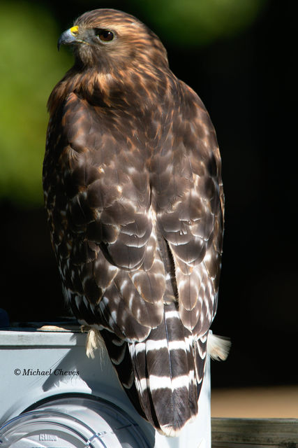 Red-shouldered Hawk