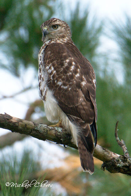 Red-tailed Hawk