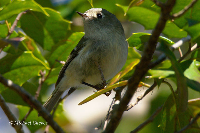 Ruby-crowned Kinglet