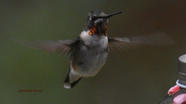 Ruby-throated Hummingbird