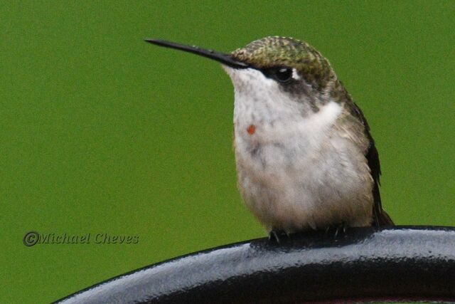 Ruby-throated Hummingbird