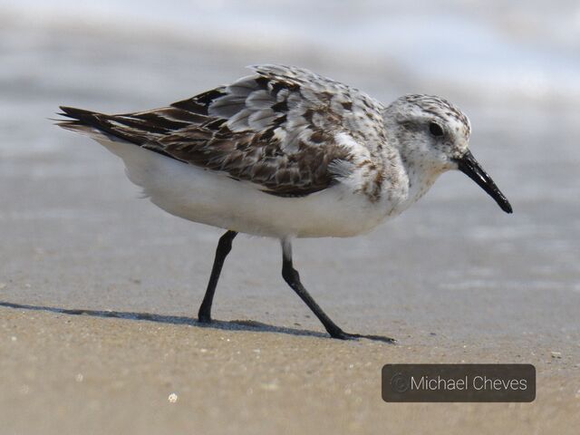 Sanderling