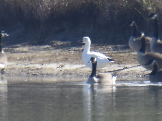 Snow Goose