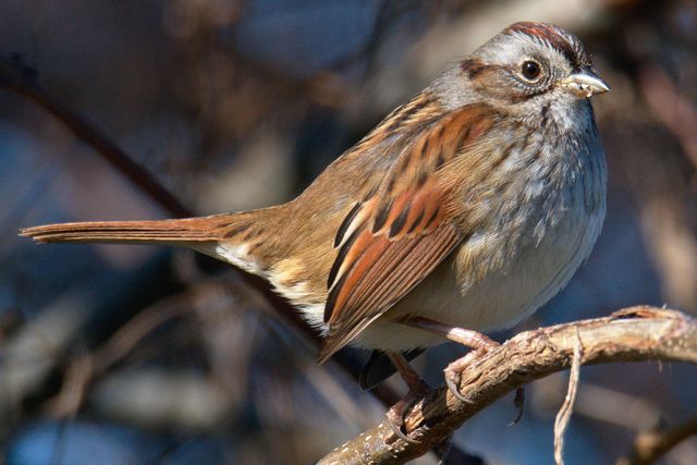 Swamp Sparrow