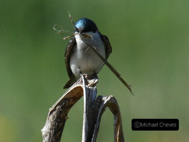 Tree Swallow