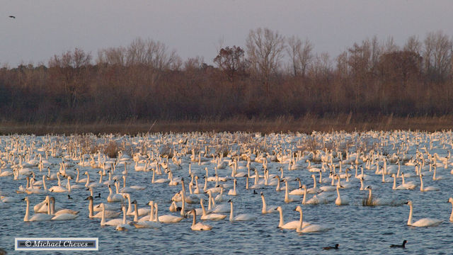 Tundra Swan