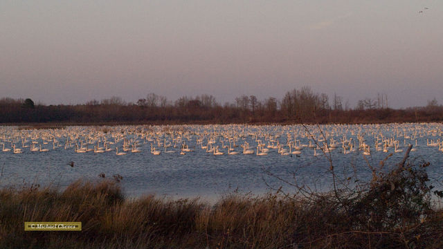 Tundra Swan