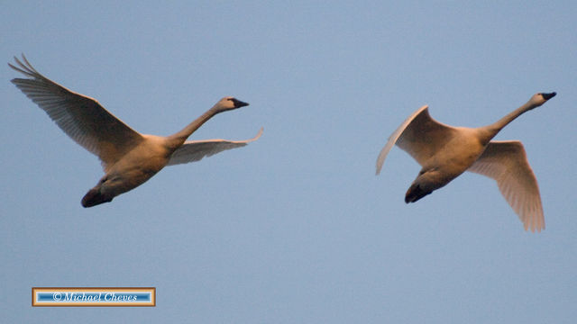 Tundra Swan