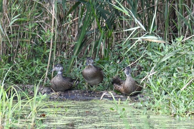 Wood Duck