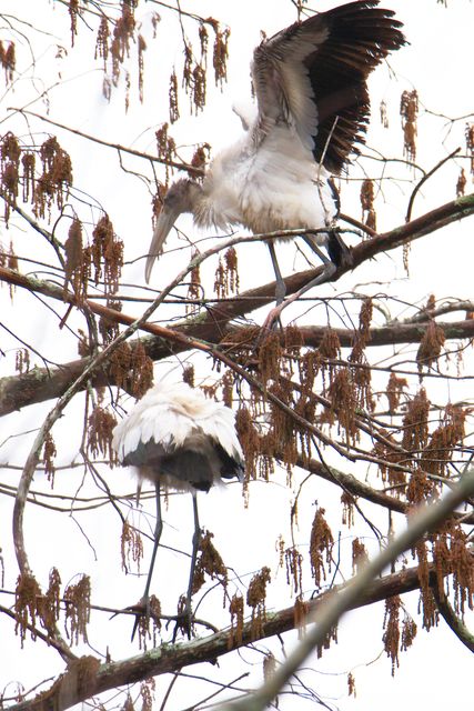 Wood Stork