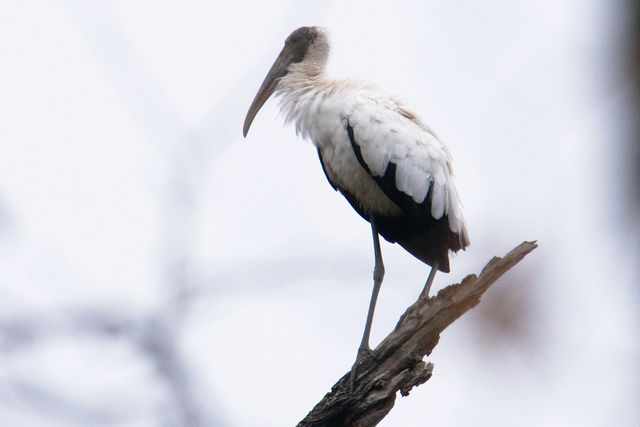 Wood Stork