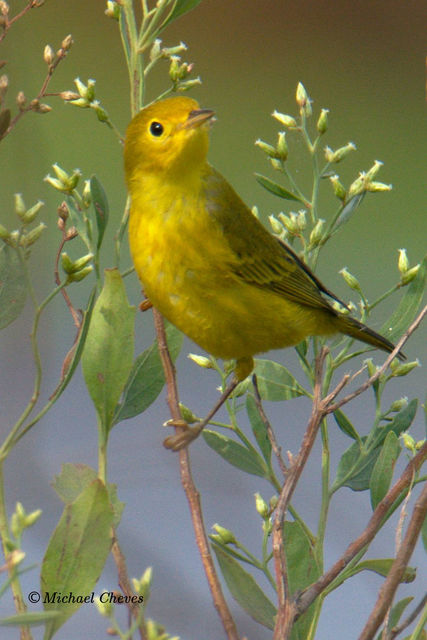 Yellow Warbler
