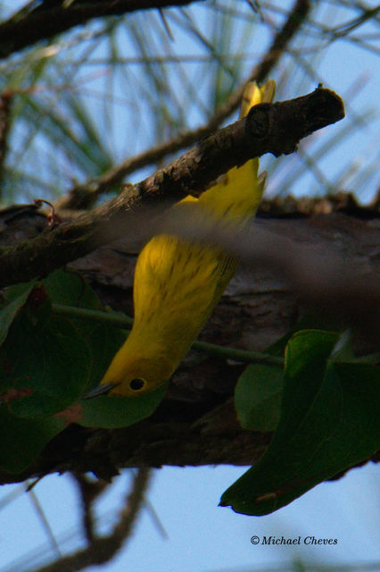 Yellow Warbler