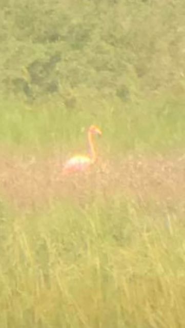 American Flamingo