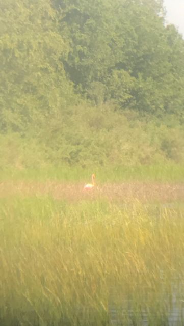 American Flamingo