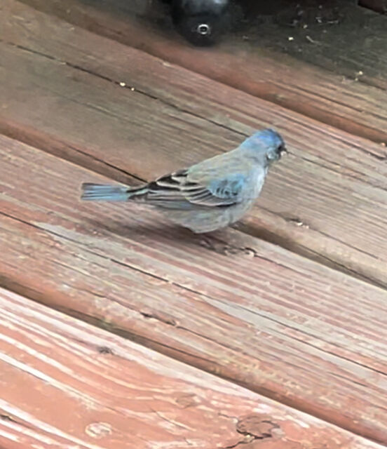 Indigo Bunting