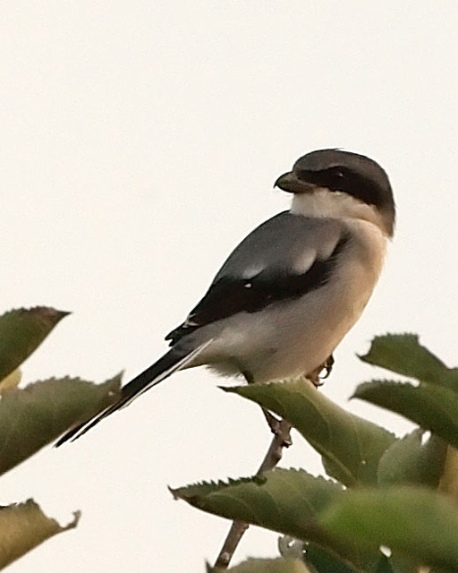 Loggerhead Shrike