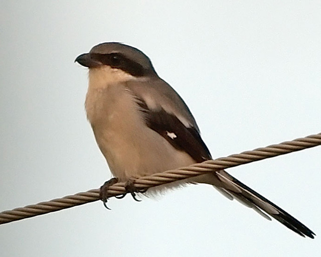 Loggerhead Shrike