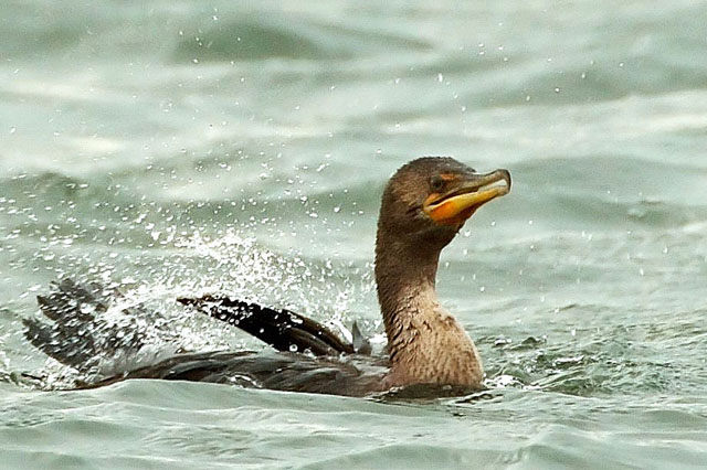 Double-crested Cormorant