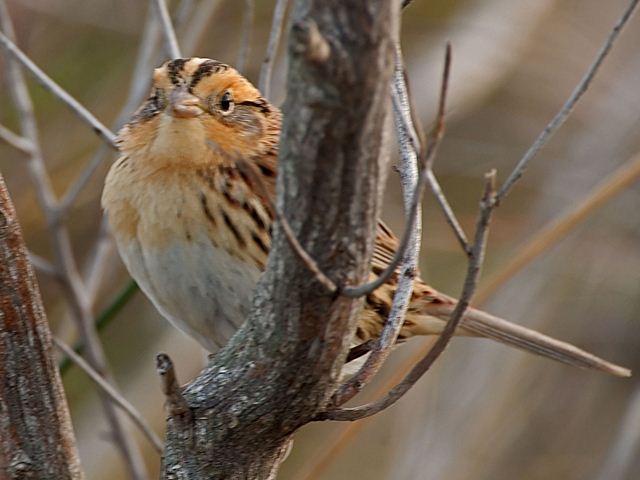 LeConte's Sparrow