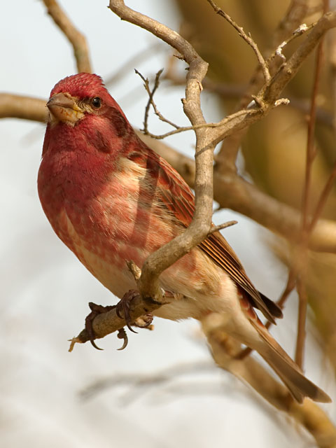 Purple Finch