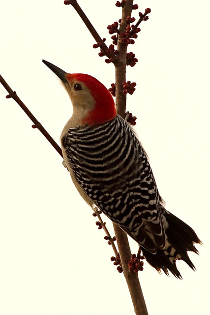 Red-bellied Woodpecker