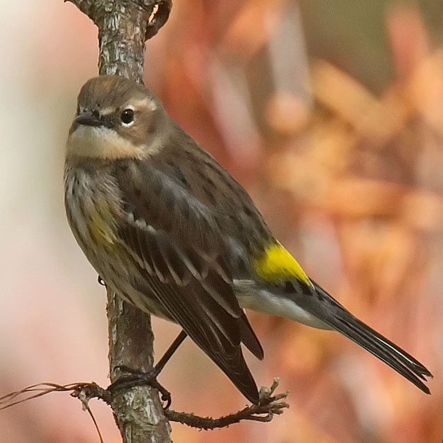 Yellow-rumped Warbler