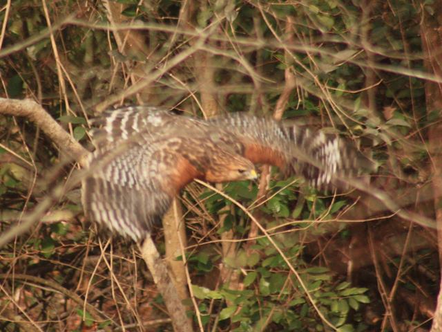 Red-shouldered Hawk