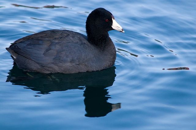 American Coot