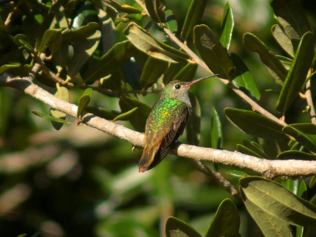 Buff-bellied Hummingbird