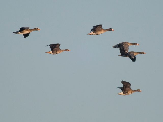 Greater White-fronted Geese