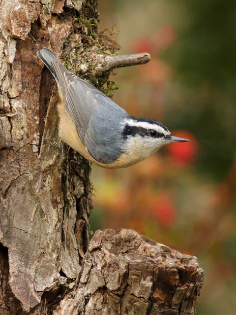 Red-breasted Nuthatches