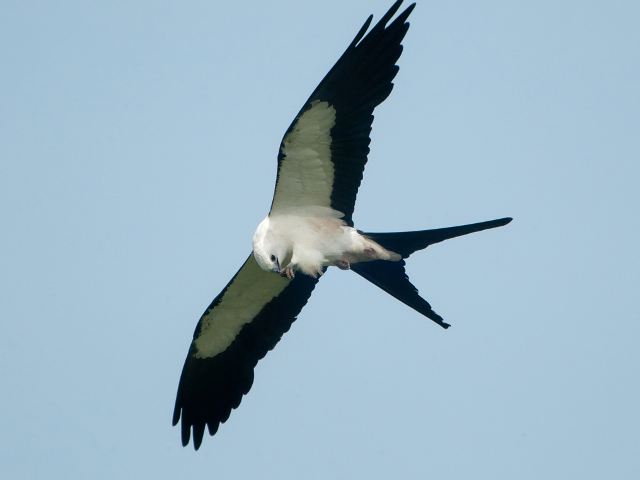 Swallow-tailed Kite