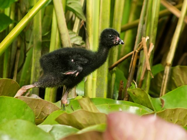 Purple Gallinules