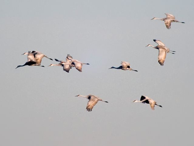 Sandhill Cranes