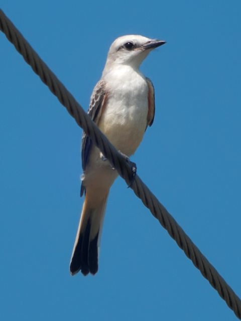 Scissor-tailed Flycatcher