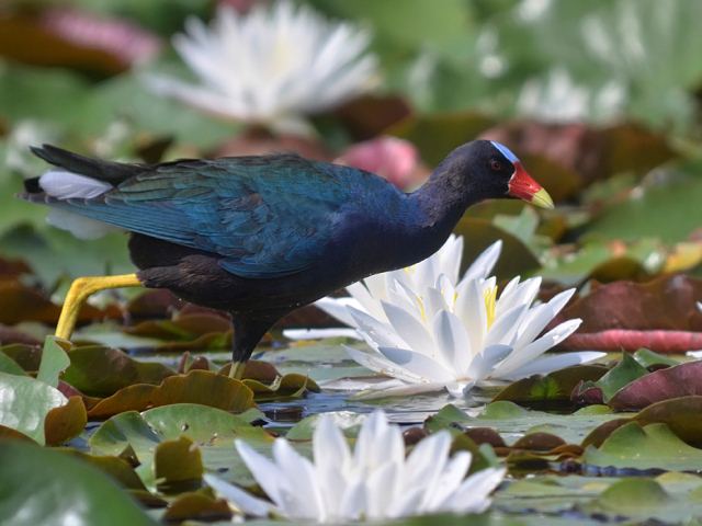 Purple Gallinules