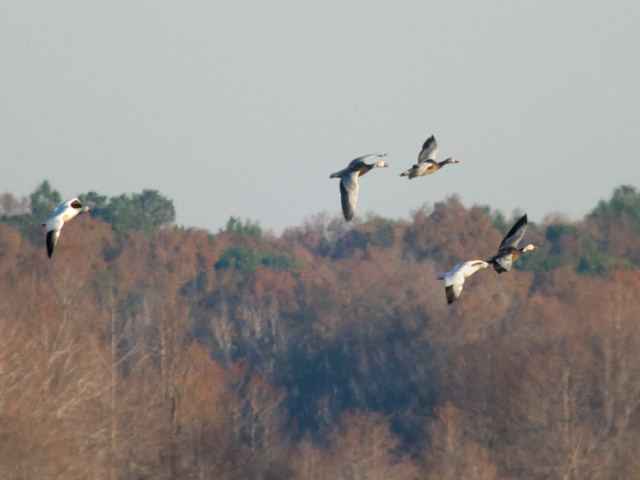 Snow Geese
