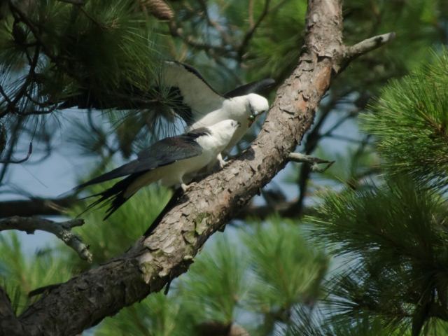 Swallow-tailed Kites